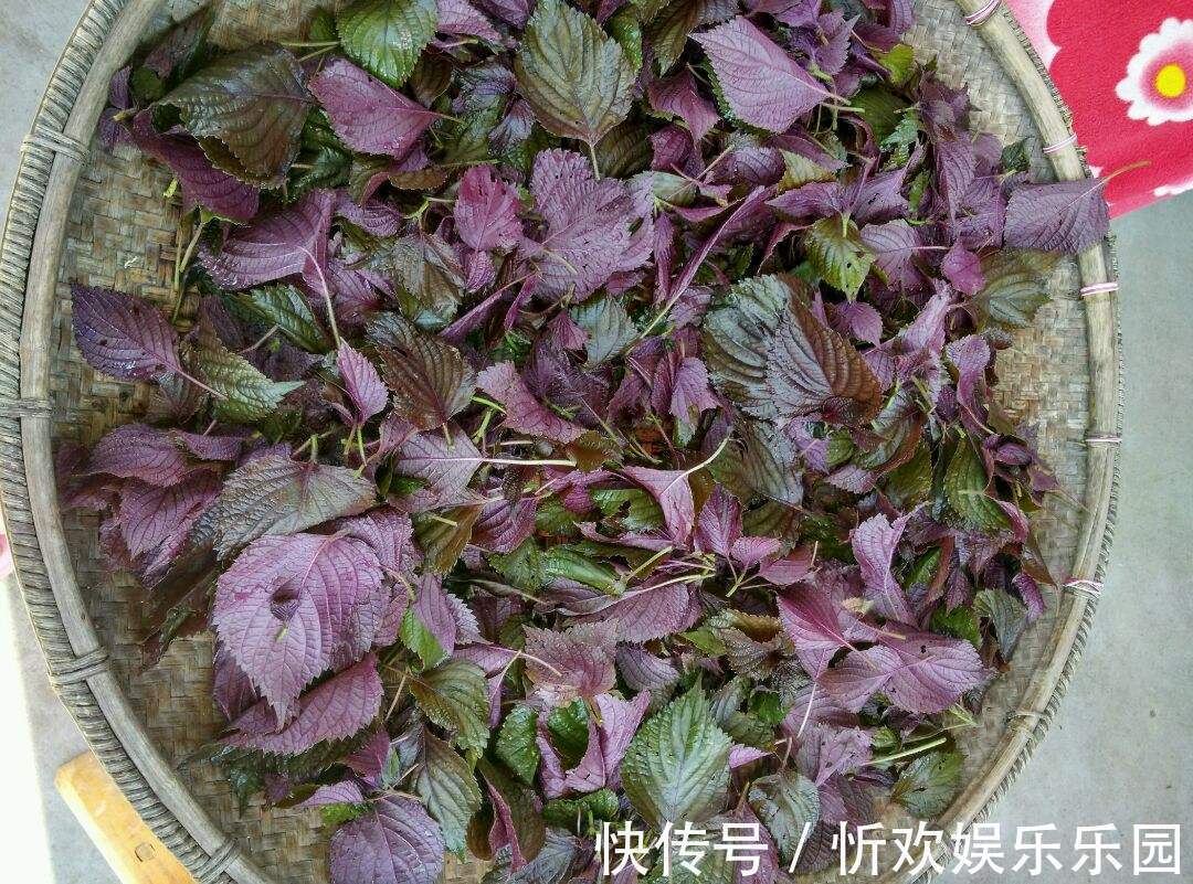 花盆|烧烤必备的紫苏叶,花盆里随便一种就是一大盆,实用又方便!