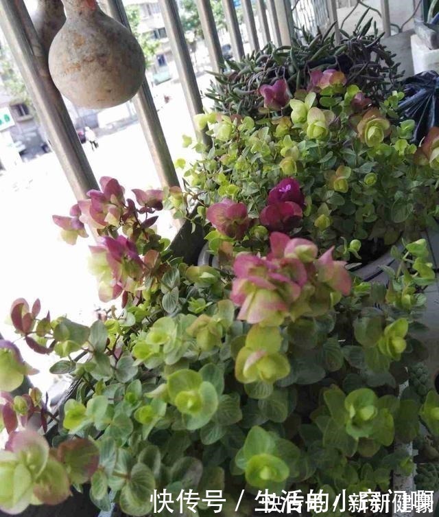 栽培|此新型“网红”盆栽,花叶俱美,香气四溢,种植容易,很值得栽培!