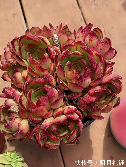2种美得像花一样的多肉植物 隔着屏幕都能感受到它的美 真漂亮 粉紫色