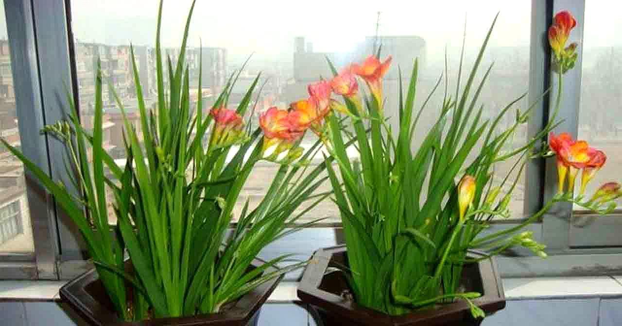 花芽|公认“好养”的3种花，适合现在养，稍加养护就能接二连三开花