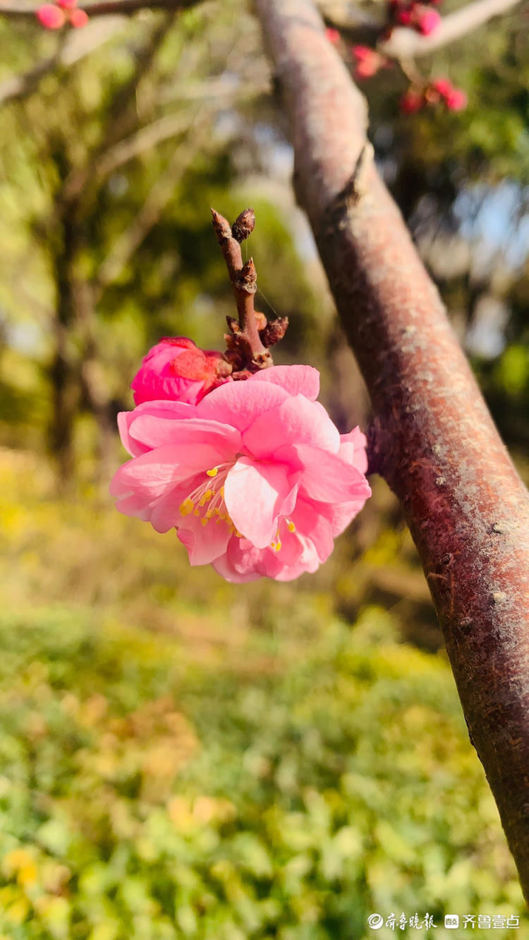 好美的红梅，赏花走起！济南趵突泉梅花盛开娇艳多姿|情报站| 好美的红梅，赏花走起！济南趵突泉梅花盛开娇艳多姿\＂,\＂i12\＂:\＂情报站