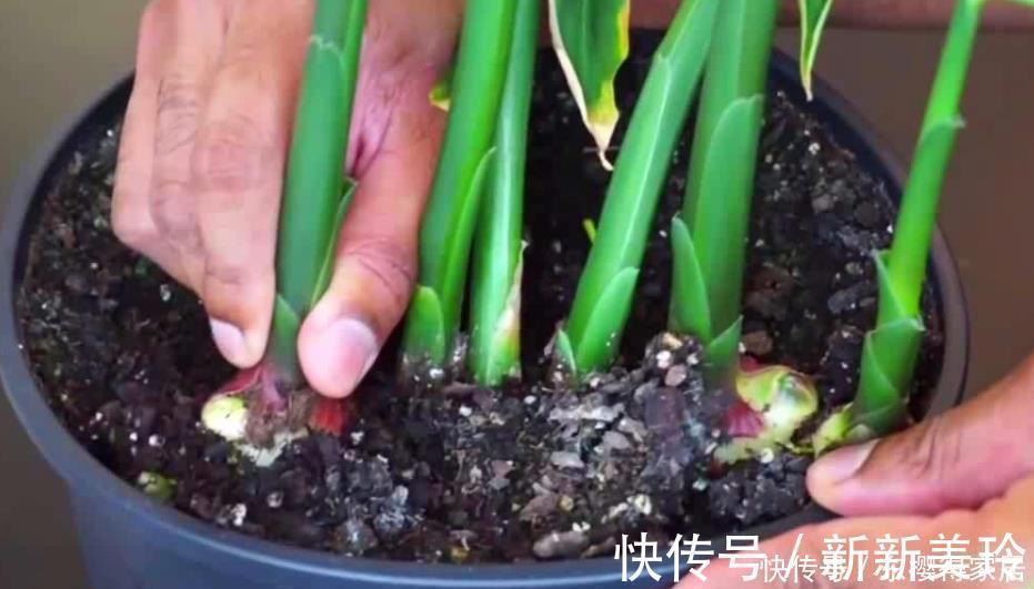 土壤|阳台盆栽生姜，简单4步走，叶绿当花赏，不用再去买，自给自足