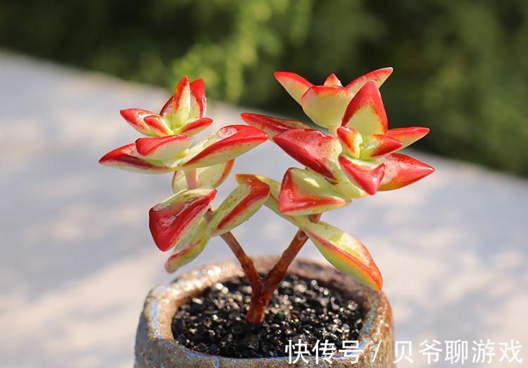 秋季养多肉，学会控一控，叶肥又鲜艳，很快长出好状态