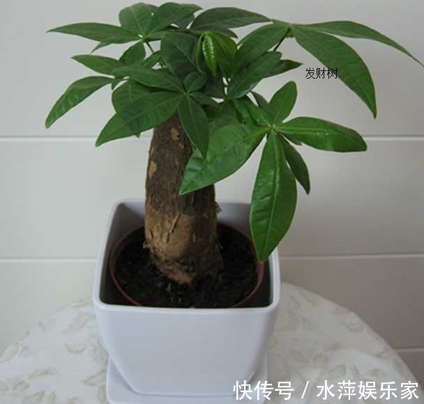 黄叶|养发财树做好这三点,不黄叶、不烂根,枝繁叶茂,不断窜新芽