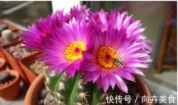眩美玉|一种开花十分勤快的仙人球,栽下不久即开花,多箭齐发超级漂亮