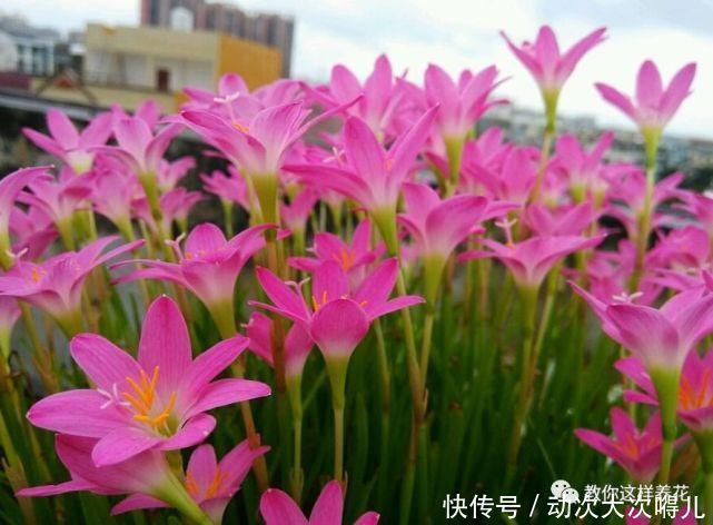 惊艳|这种球乱养都能活,丢盆里1个月开花,开花太惊艳