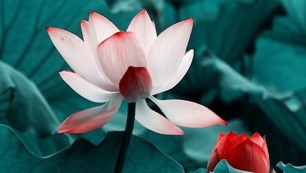 有福气|有福之人必有天相,真正有福气的人,身上都有这四个征兆