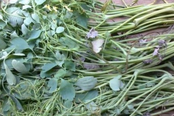 采摘|每当有不起眼的几种野草，总忍不住采摘后晾干，谁能想到价值不菲