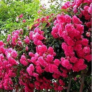 要说“最香”的花，还数这种花，花期长达6个月，开花满园芳香