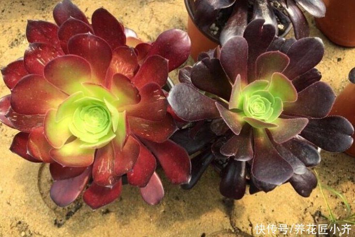 多肉用什么土合适?“酸土”叶片红,“碱土”叶片黄,各有各的美