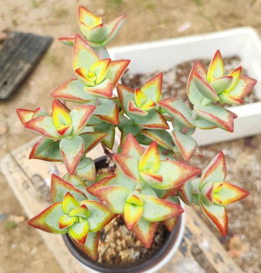 小窍门|黄金秋季,养多肉可以大干一场,教你繁殖小窍门,一盆变百盆