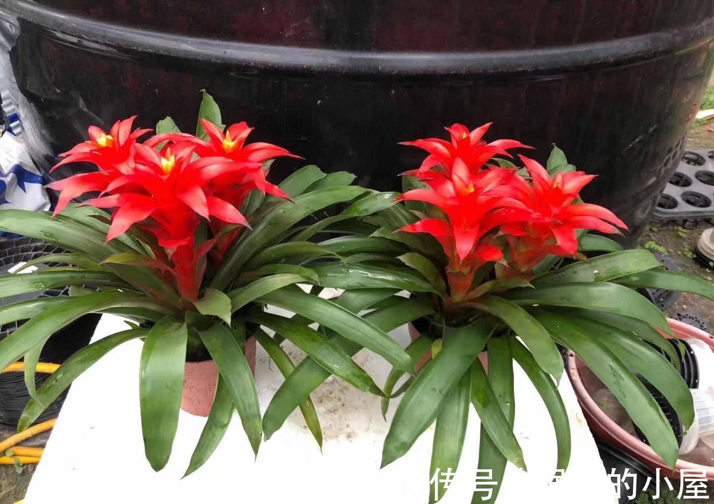 适合10月养的“13种吉祥花”,建议你也养一盆,利健康旺财运