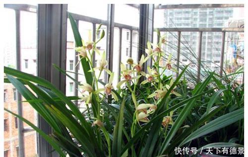 新手|阳台养兰花,教你一个小技巧,根壮叶绿开花美,适合新手