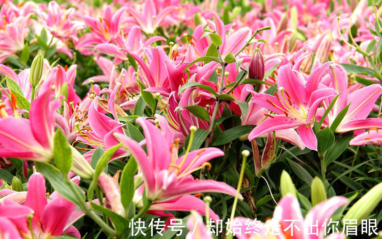 喜欢在家中养花,就来看看5种花卉,花期长,花朵高雅美丽,漂亮