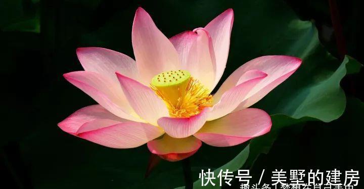 花花草草|原来花花草草也有这么多“雅称”