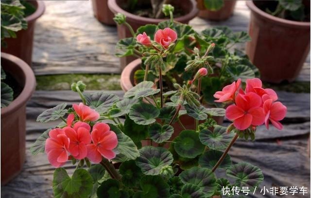 这3种花大家都说土,其实它们开花时间最长,花朵最多!