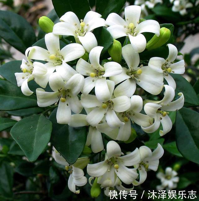 万里香|阳台养一盆它,比桂花栀子花还香,教你“3招”,长成盆景开满花
