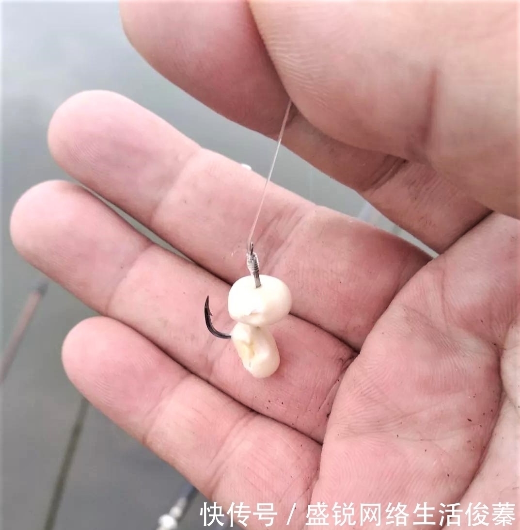 馒头|用馒头也可钓鱼？什么情况下用红虫、蚯蚓、玉米作钓，效果更好？