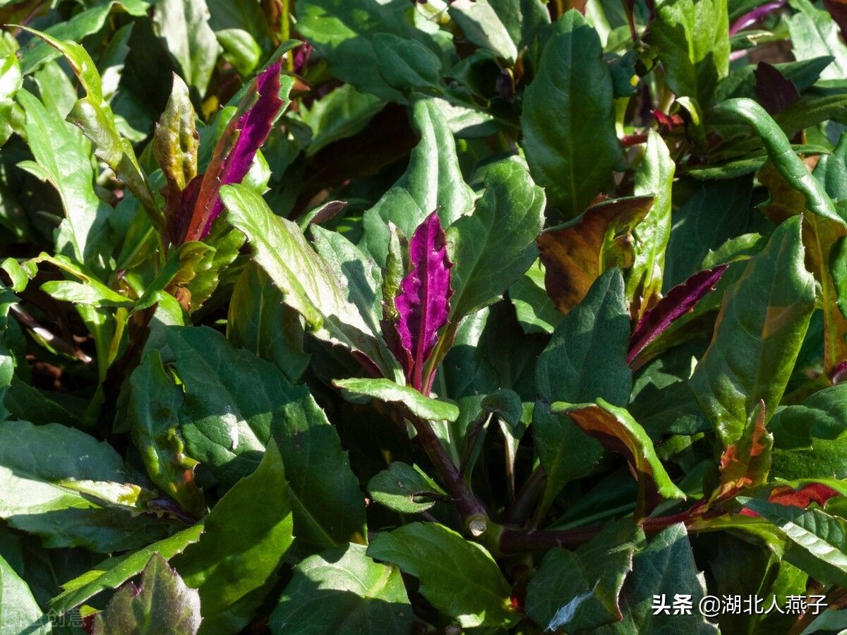 野菜|49种野菜大图片，带你见识不同的野菜和吃法，你想要的野菜这里有