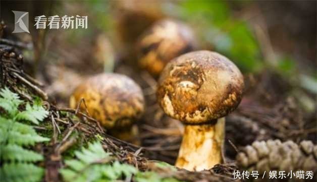 末日|《末日松茸》:从蘑菇里了解世界 思考人生