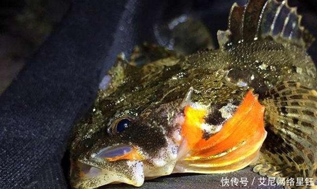 御赐|它曾被皇帝御赐“第一名鱼”,体重不过二两,如今200元一条