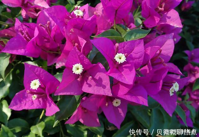 盘点三角梅十大常见品种,哪一种最名贵