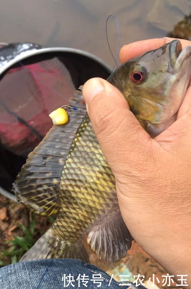 淡水鱼|淡水鱼介绍系列之(十)罗非鱼