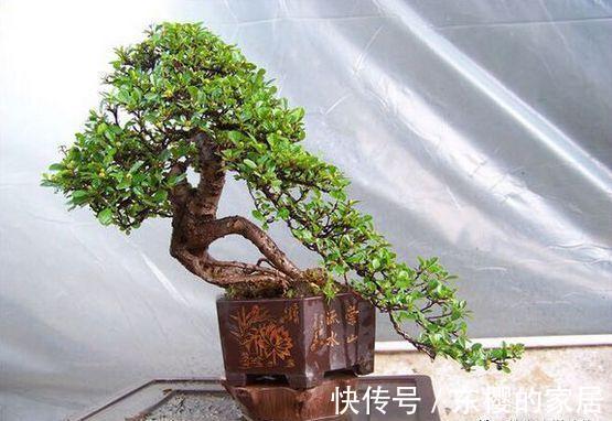 邻居捡到野货树桩,种盆里价值不菲,羡慕啊!