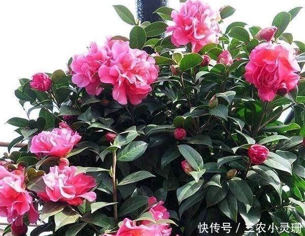 你家附近有这种树吗?树下挖几铲,就是“万能土”,养啥花也旺