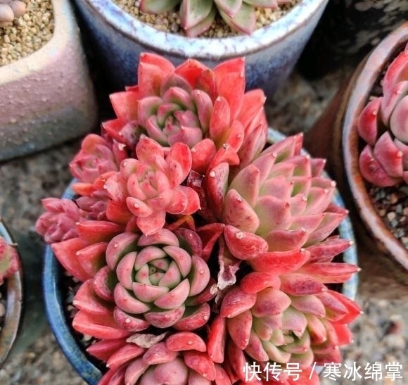 塑料|种多肉用小盆,一盆多种,挤在一起养,状态更好,根系更发达