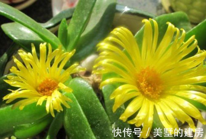 叶花|农历8月3号起,最适合养这些花,疯狂开花,满园子飘香