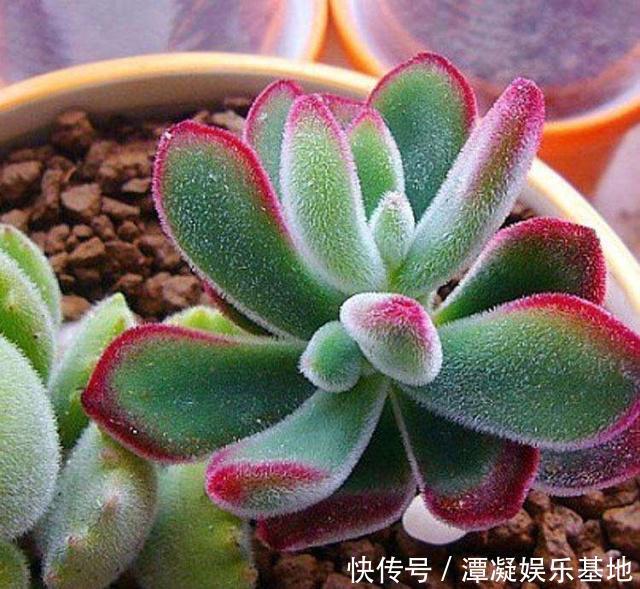 养这10种花,再喜欢也别多浇水,少浇水,不管它,反而花更多