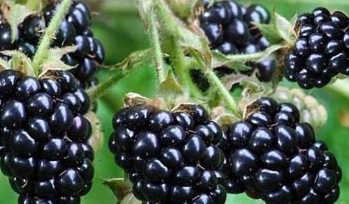 女人愛美，不妨多吃以下食物，美顏抗衰，淡化皺紋，早吃早好！