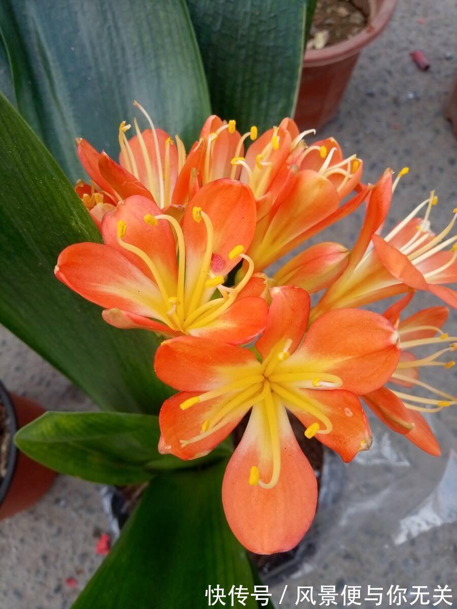 如何挑选君子兰优质君子兰有明显的“特点”,花大色艳叶片美