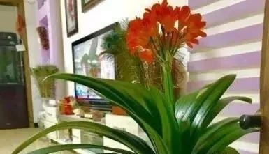 客厅养上“3种花”,大气又美观,关键“旺财又养人”,值得养2盆