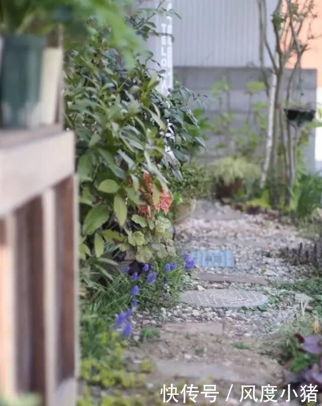 种植|家里有院子不如搞个种植池,这几样植物推荐给你