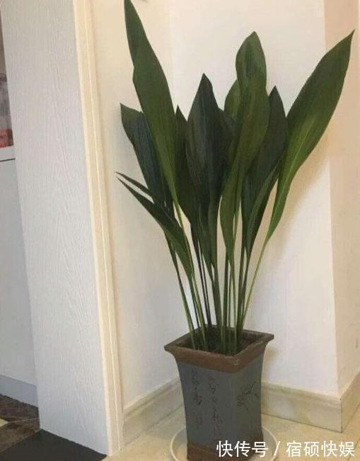 卫生间''除异味''大招放置3种绿植除臭，居家环境更舒适