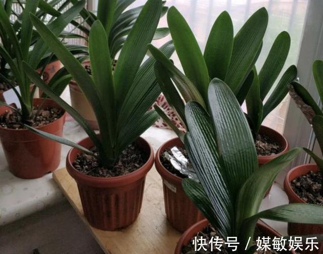 山东大叔养花,什么“肥料”也不施,就浇“1种液体”,长得好!