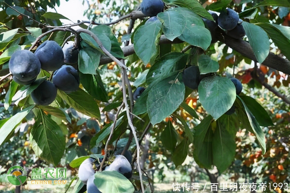 巧克力布丁果|这种纯黑色的“柿子”,口感像巧克力,你吃过吗?种植前景怎么样