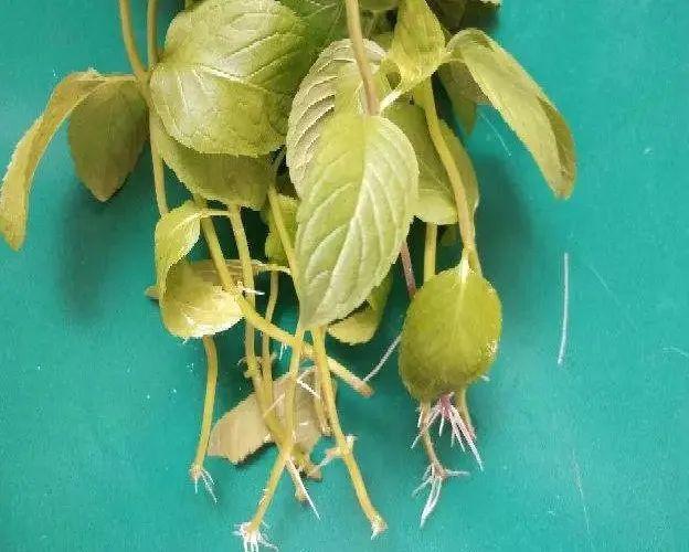 长势超快的9种花,5天爆盆,7天开花,超有成就感!