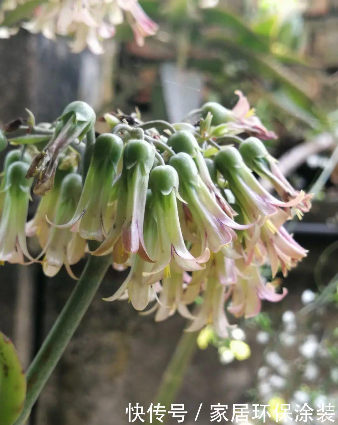 多肉开花会死?别担心,开完砍一刀,活得好好的