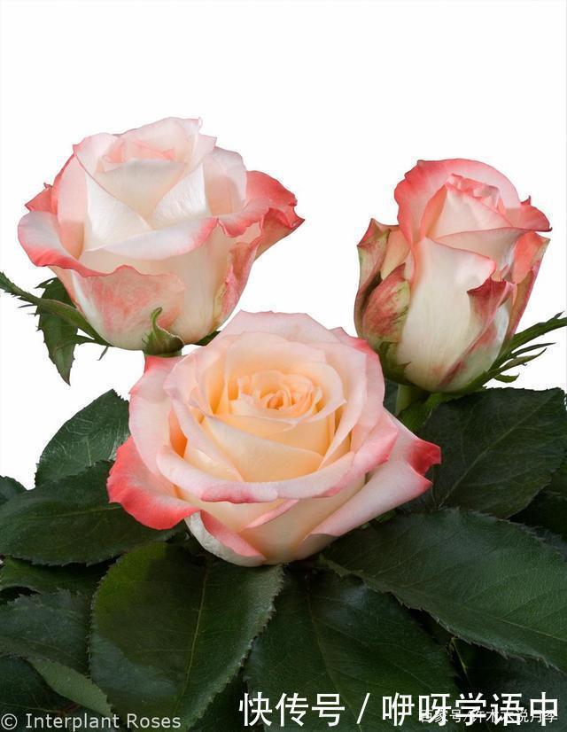 粉色|5款唯美粉色月季。美人如玉粉妆琢,粉色娇羞白如雪。抗病好养