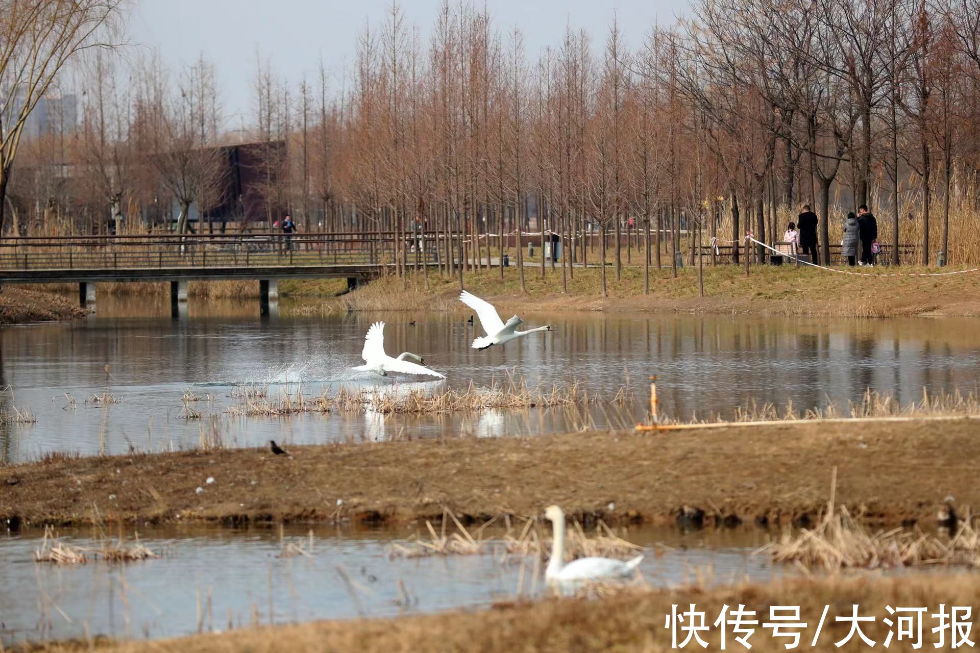 立春日|立春日，郑州北龙湖大天鹅大摇大摆上岸检阅游客，接受注目礼