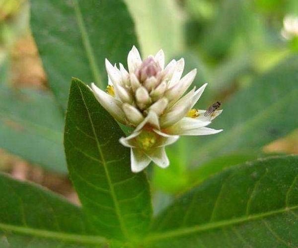 农村|农村田里的4种“救命草”，杀菌消炎、解毒防癌，谁吃谁“长寿”