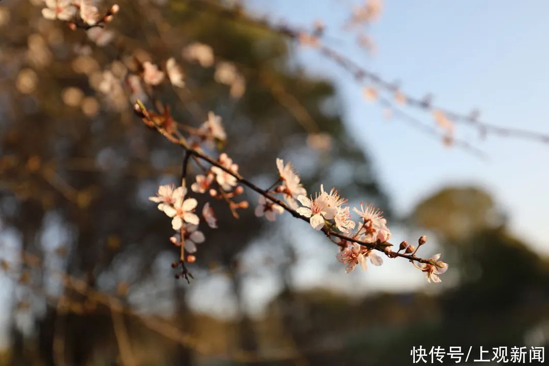 金海“梅”景，亦是美景