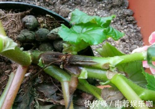 杜鹃花|养不好5种植物，就要赶紧“跳坑”，不然买多少、死多少