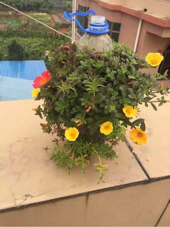 “塑料瓶”竟是养花神器，学会“4种”用法，一生受用、养花旺