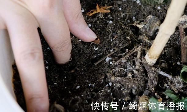 十月过半,养花照顾到这4方面,株苗休眠期照样轻松过秋冬