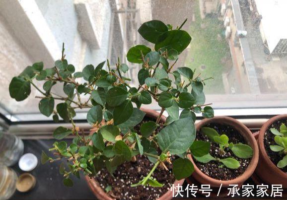 秋天养茉莉?进入“虚弱期”,养壮是关键,明年开花翻一倍