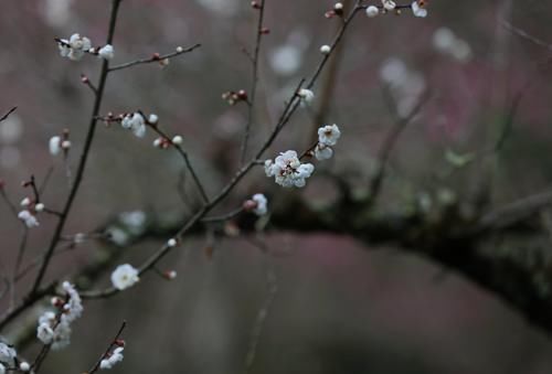 潼南|赏梅黄石寨,踏春正当时